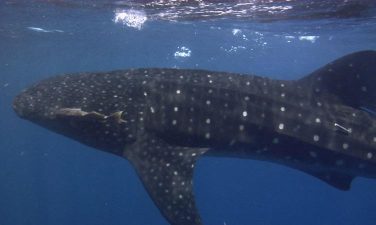 whale shark blog plongee utila