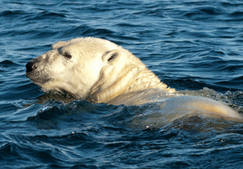Plonger au milieu des ours polaires et des morses