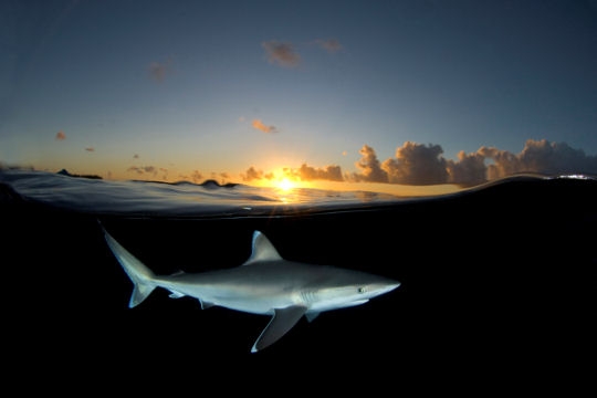 Un requin au coucher de soleil