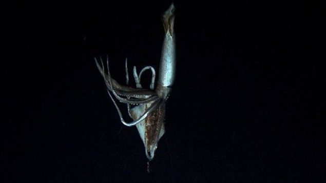 blog plongee photo calamar geant NHK/Discovery