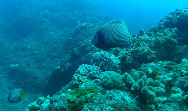 GoPro HD: la caméra pour la plongée