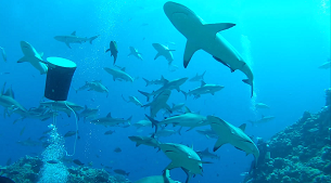 plongee blog australie nager avec requins