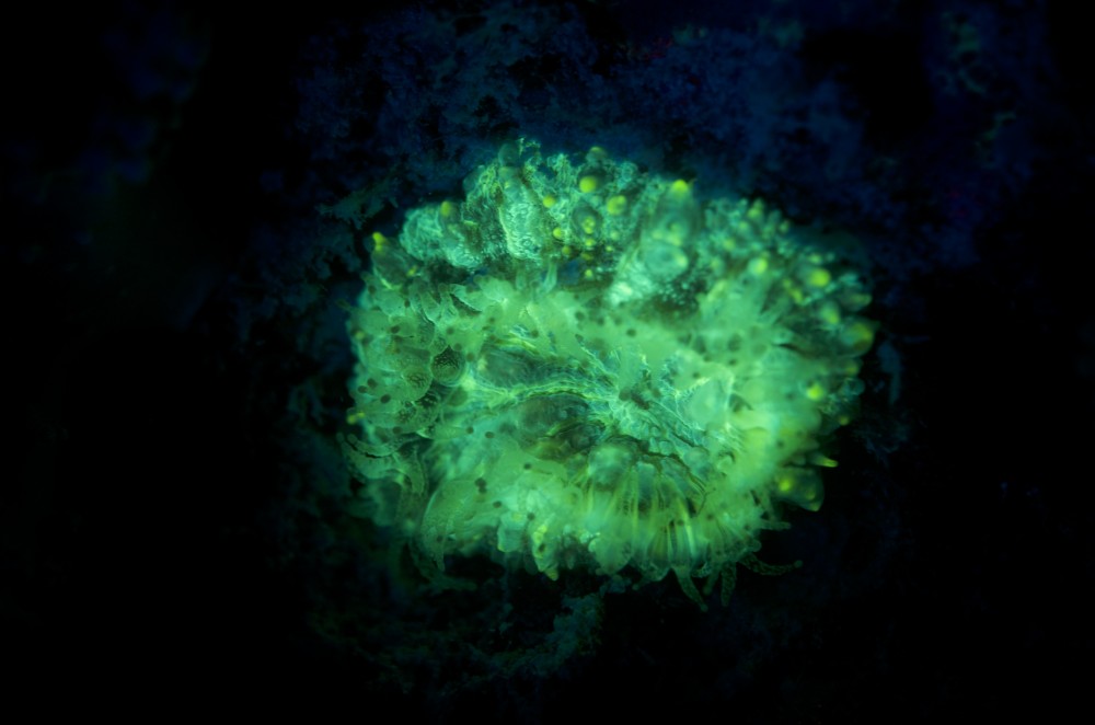 blog plongee photo bioluminescence