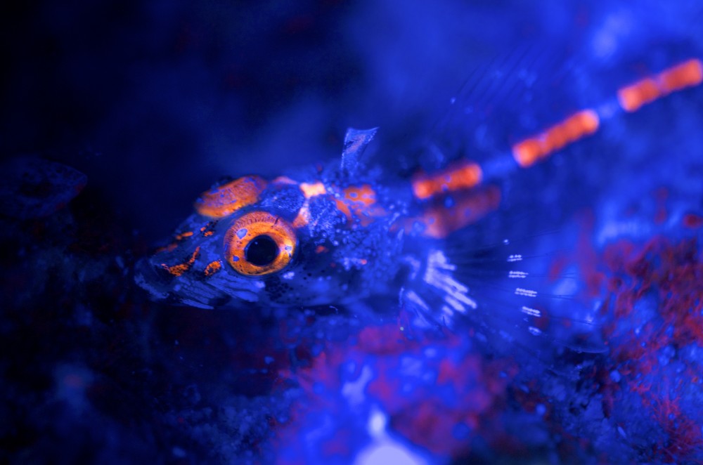 Découvrez les meilleurs photos de Bioluminescence sous marine!