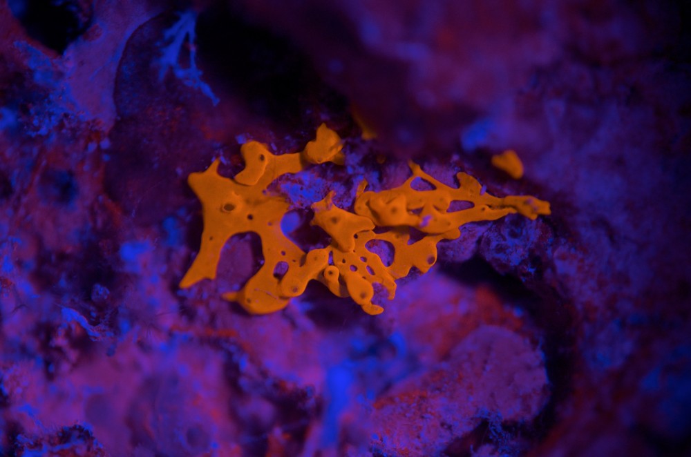 blog plongee photo bioluminescence