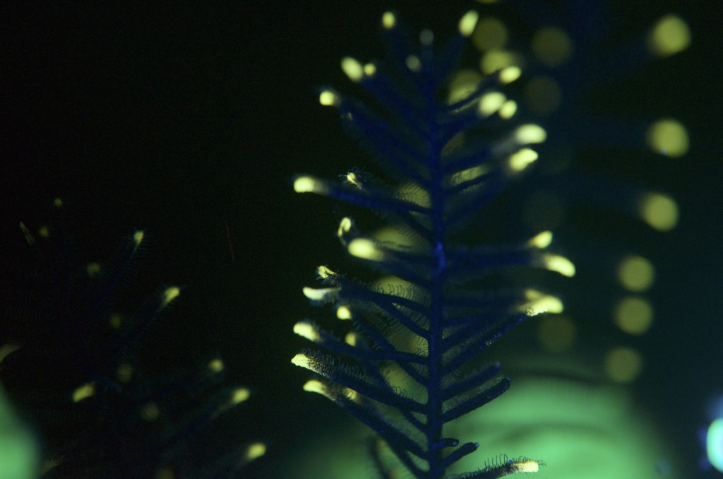 blog plongee photo bioluminscence corail