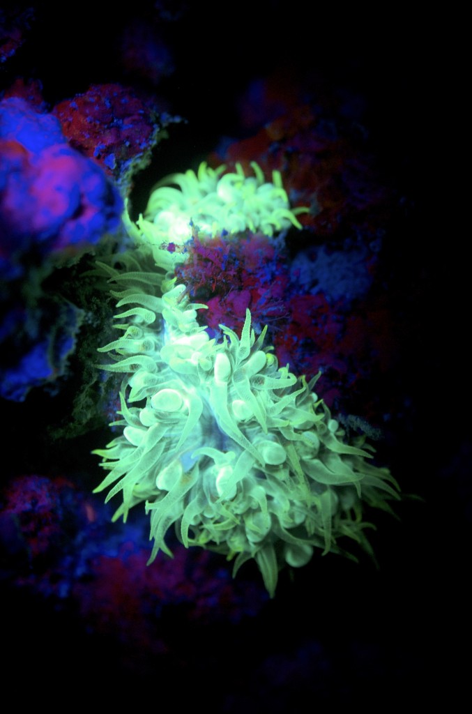 blog plongee photo bioluminscence Corail Bulle