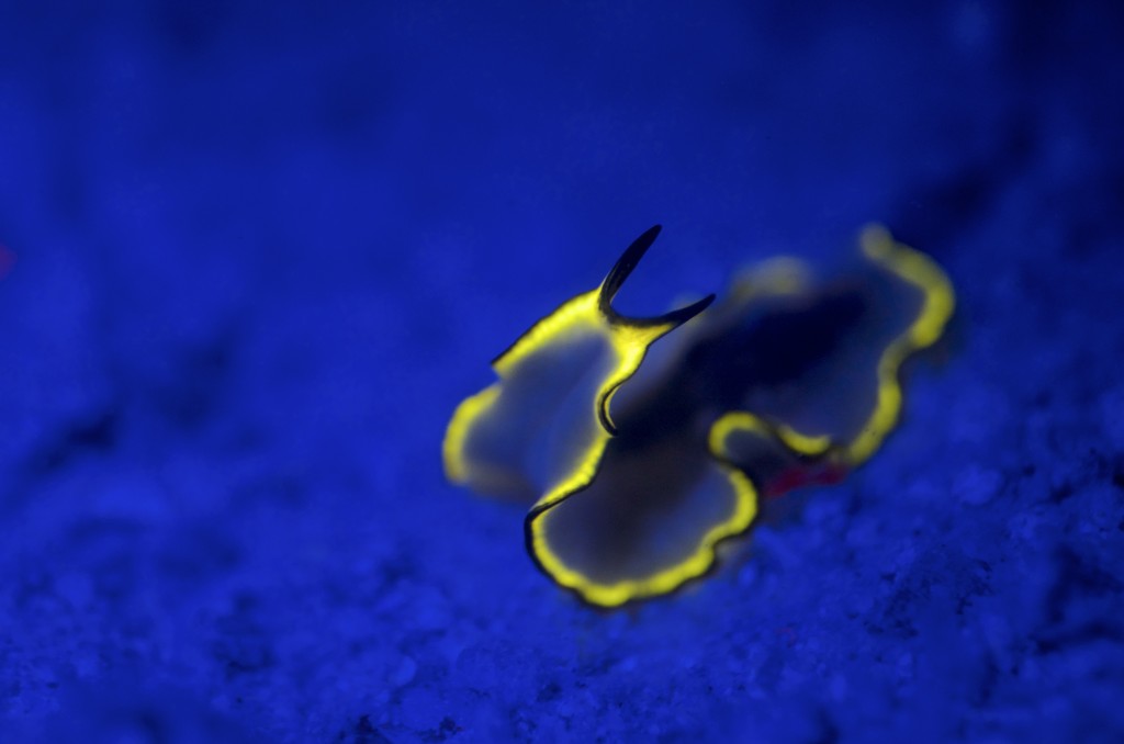blog plongee photo bioluminescence corail