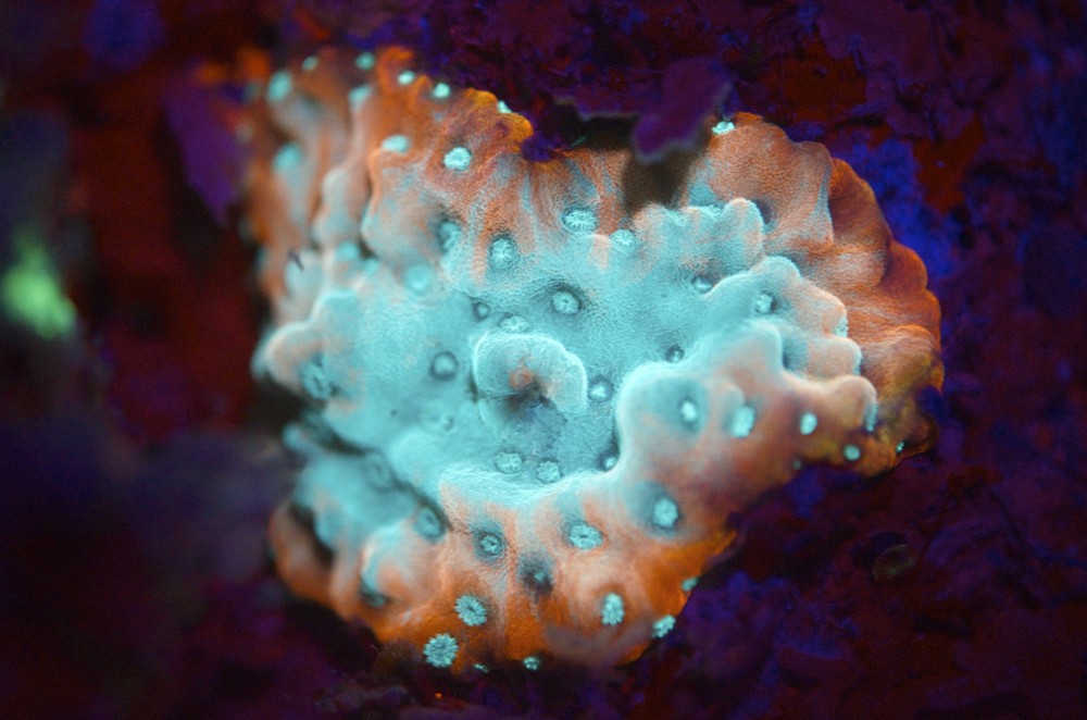 blog plongee photo bioluminescence Corail Florescence