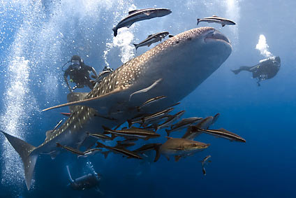 La chasse sous-marine et les océans : les eaux où vous allez, les poissons  que vous trouvez