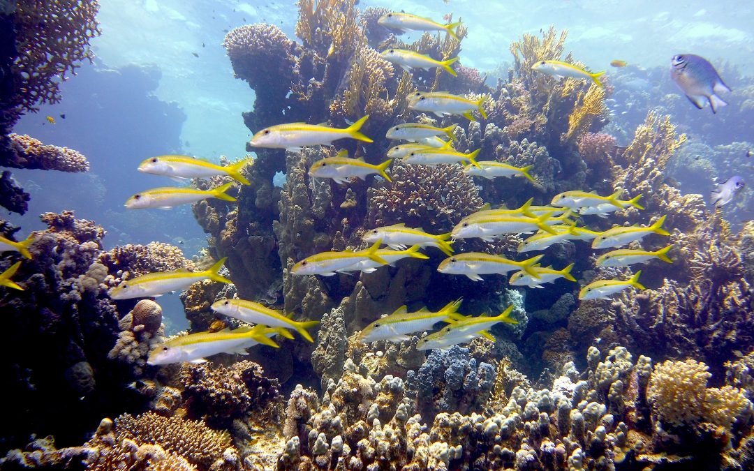 Les meilleurs sites de plongée sous-marine en Égypte